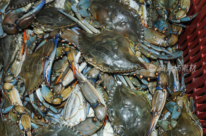 聚蓝蟹(Callinectes sapidus)